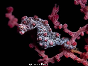 small, smaller...pygmi ;-) by Dave Benz 